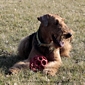 airedale-605