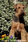 airedale-606