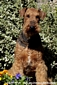 airedale-607