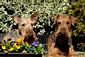 airedale-608