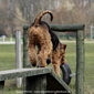 airedale-609