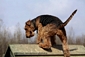 airedale-610