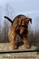 airedale-611