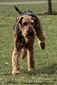 airedale-614