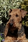 airedale-615