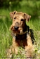 airedale-617