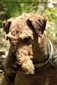 airedale-619