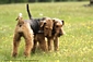 airedale-622