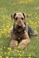 airedale-623