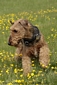 airedale-624