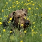 airedale-627