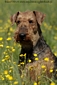 airedale-629