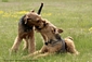 airedale-633