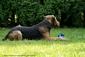 airedale-636