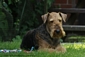 airedale-637