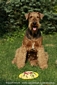 airedale-638