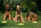 airedale-639