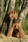 airedale-645