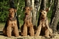 airedale-646