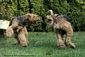 airedale-649