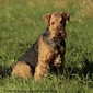 airedale-650