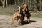 airedale-655