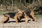 airedale-656