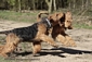 airedale-659