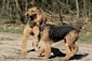 airedale-660