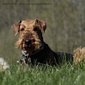 airedale-662