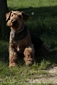 airedale-670