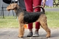 airedale-677