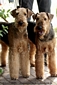 airedale-681