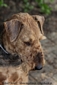 airedale-682