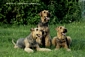 airedale-696