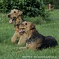 airedale-697