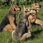 airedale-701