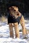 airedale-713