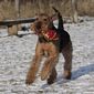 airedale-721