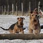 airedale-723