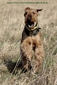 airedale-750