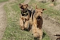 airedale-760