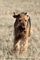 airedale-761