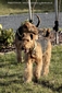 airedale-762