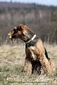 airedale-763