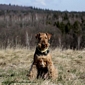 airedale-764