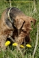 airedale-771