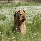 airedale-772-1