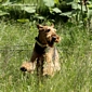 airedale-780