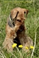 airedale-788